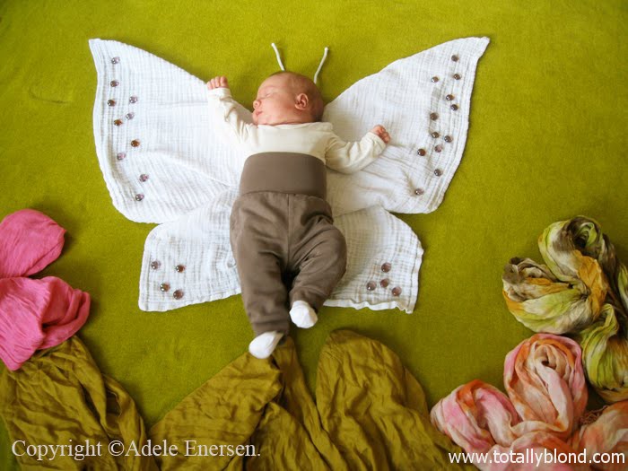 butterfly