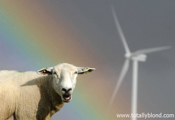 baaaa