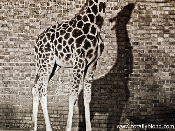 london-zoo