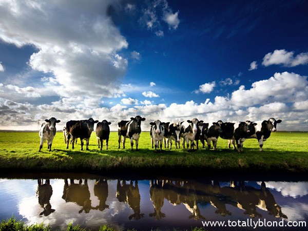 cows-netherlands