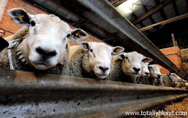 lambies