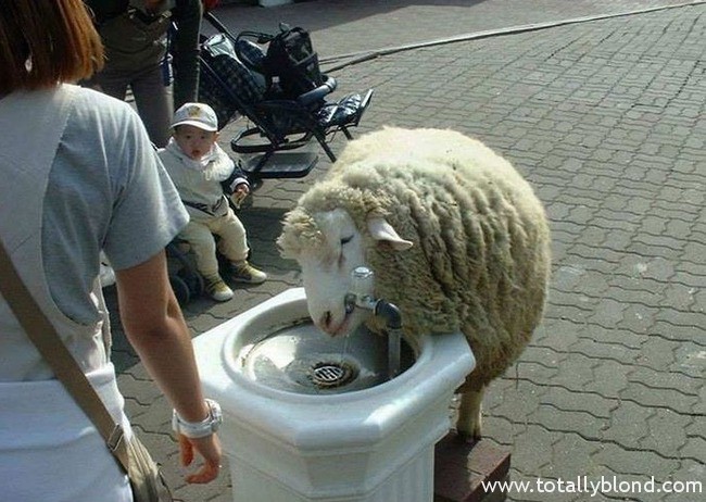 baaa.jpeg