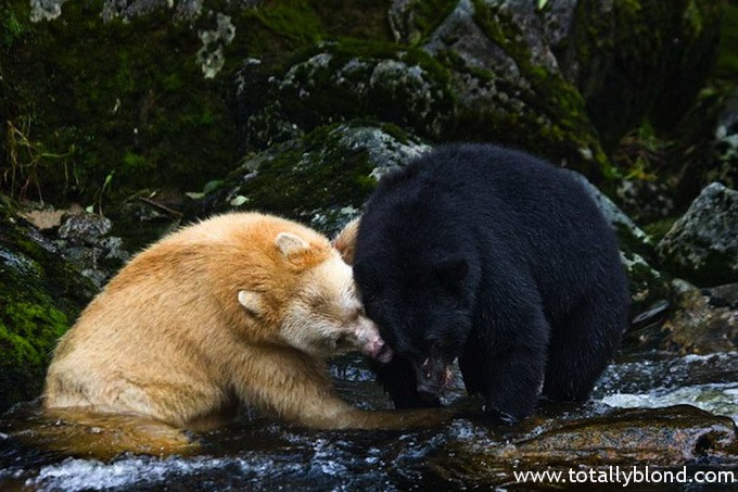 paulnicklen2
