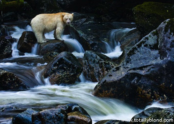 paulnicklen8