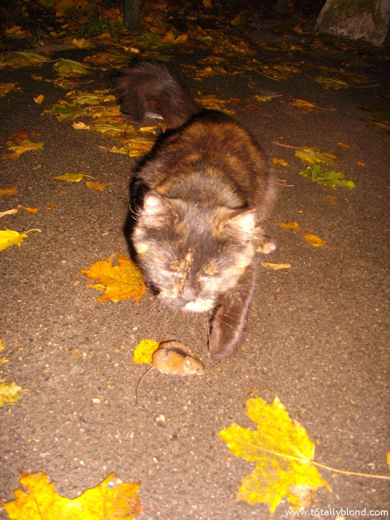 IMGP4650