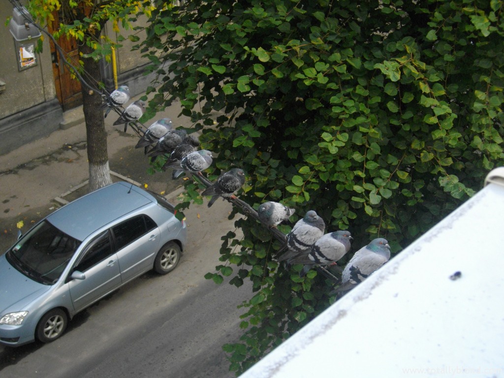 IMGP4325