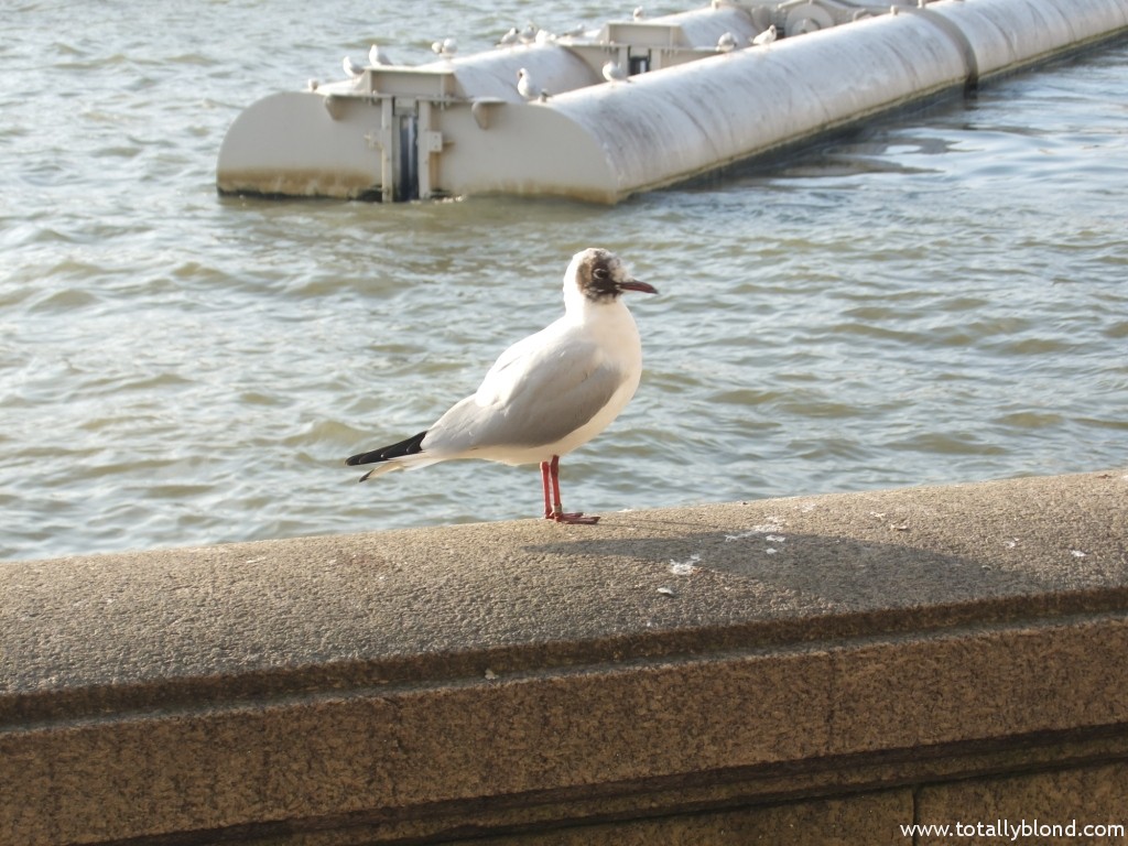 DSCF4167