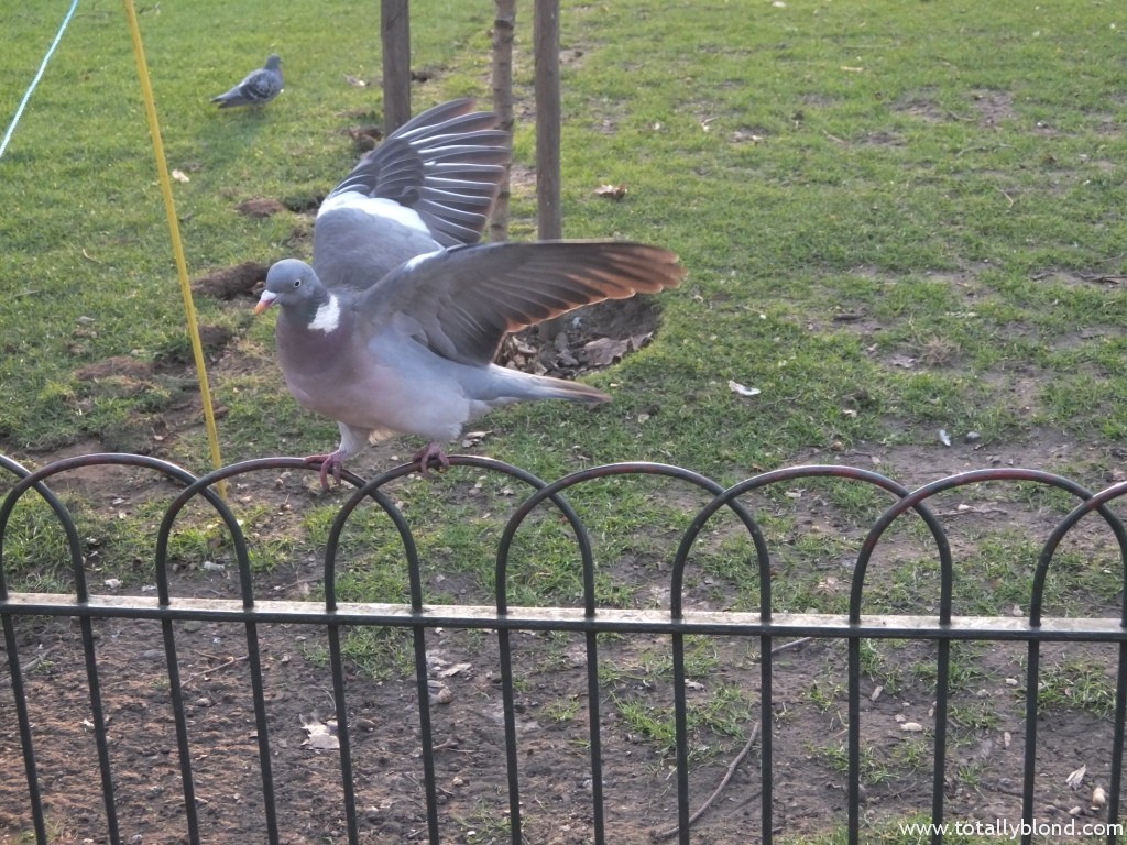DSCF4291