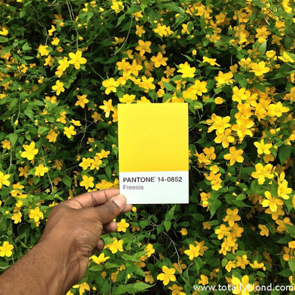 Pantone-Everyday-Life-by-Paul-Octavious-2-600x600